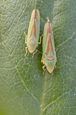 Graphocephala fennahi - Schaafheim, Garten, an Rhododendron 9/2022 (Rhododendron-Zikade)