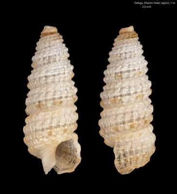 Synthopsis spec. 8 - Egypt, Safaga, lagoon, 1 m 4/1997
