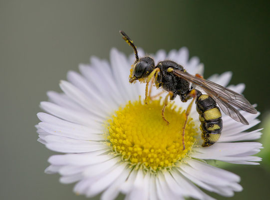 Cerceris rybyensis - Zornheim, Garten 6/2013 (Bienenjagende Knotenwespe)