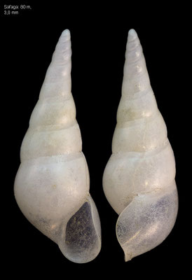 Sabinella spec. 2 - Egypt, Safaga, 80 m 12/2013 
