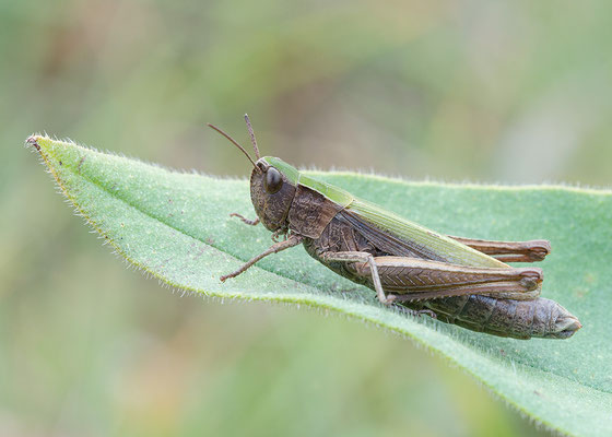 Chorthippus dorsatus ♀ - Ober-Olmer Wald 10/2016 (Wiesengrashüpfer)