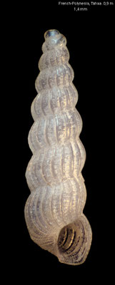 Graphis spec. 3 - French-Polynesia, Tahaa, north, divesite "coral garden", 1 m 5/2019