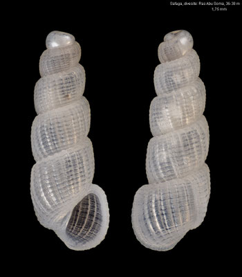 Rissopsetia spec. 2 - Egypt, Safaga, 36-38 m 12/2013