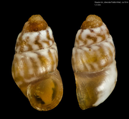 Barleeia spec. 6 - Philippines, Siquijor Isl., diveside Paliton Wall, ca 10 m 5/2019