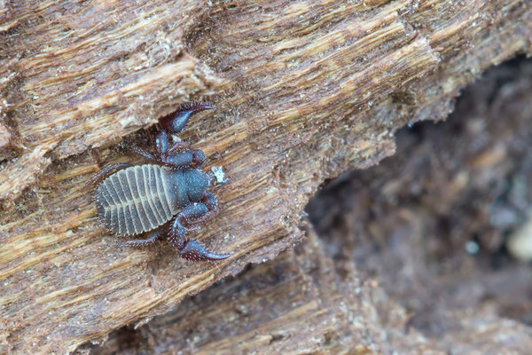 Chernes cimicoides - Zornheim, Holzhaufen, unter Rinde mit Beute 3/2019 (Ord. Pseudoskorpione)