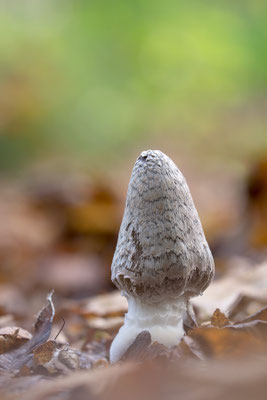 Coprinopsis picacea - Ober-Olmer Wald 10/2019 (junger Specht-Tintling)