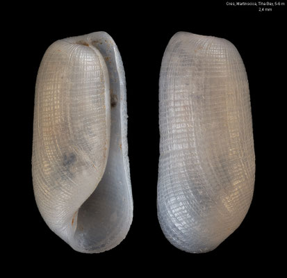 Retusa crebrisculpta - Croatia, Cres, Martinscica, Tiha Bay, 5-6 m 6/2017