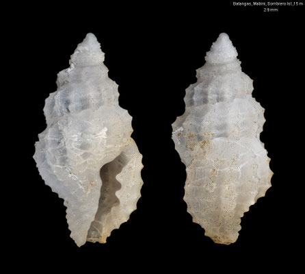 Hemilienardia spec. 3 - Philippines, Prov. Batangas, Mabini, Sombrero Isl., 15 m 6/2023