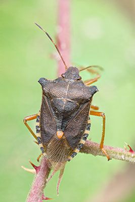 Pentatoma rufipes - Mainz, Düne Wald 10/2021 (Rotbeinige Baumwanze)