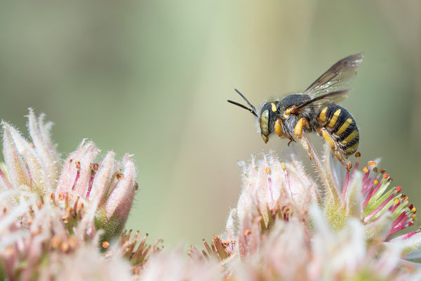 Anthidium oblongatum ♀ - Zornheim, Garten, Hauswurz, 7/2017 (Felsspalten-Wollbiene)