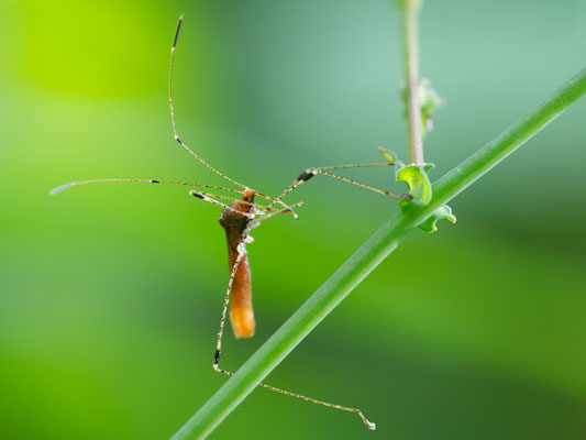 Metatropis rufescens - Babenhausen, In den Rödern, Waldrand 7/2015 (Stelzenwanze)
