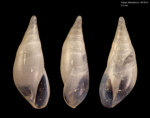 Curveulima spec. 4 - Indonesia, Togian Islands, Batudaka Is., 48-50 m 10/2010