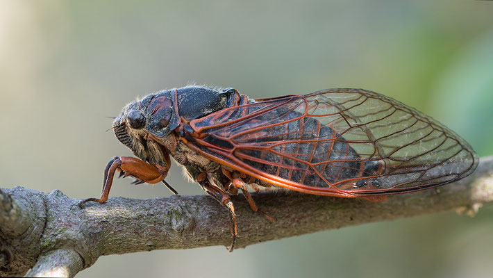 Tibicina haematodes - Kroatien, Losinj 6/2014 (Blutaderzikade)