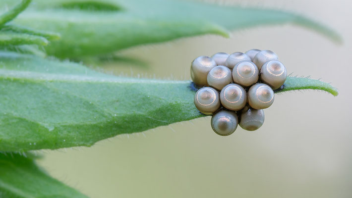 Rhaphigaster nebulosa - Schaafheim, Garten, Nachtkerze 6/2016 (Graue Gartenwanze, Gelege)
