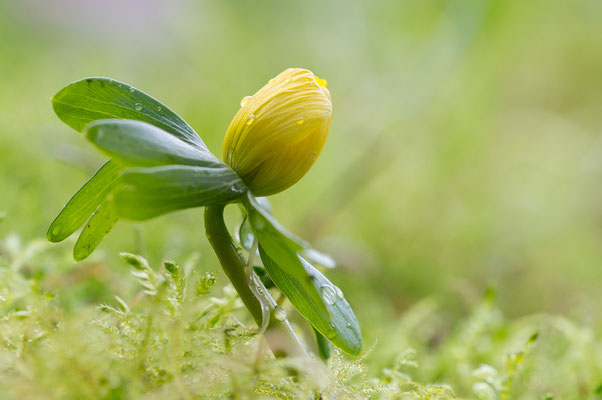 Eranthis hyemalis - Zornheim, Garten 1/2022 (Winterling)