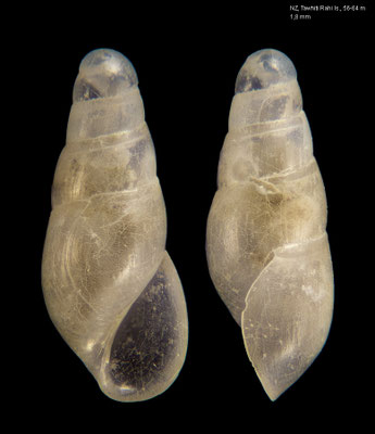 Melanella alertae - New Zealand, Poor Knights Islands, 56-64 m 9/2001