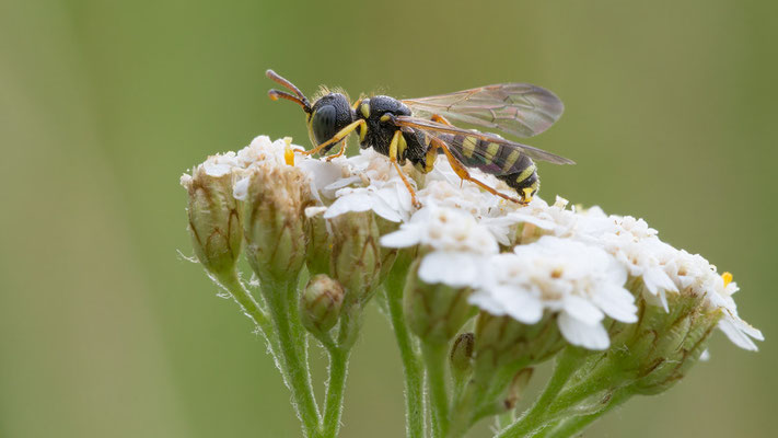 Cerceris cf. ruficornis - Zornheim, Ruderalfläche zw. Weinbergen 6/2015 (Knotenwespe?)