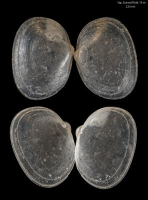 Cymatioa spec. 1 - Micronesia, Yap, Sunset Reef, Plateau, 15 m 2/2016