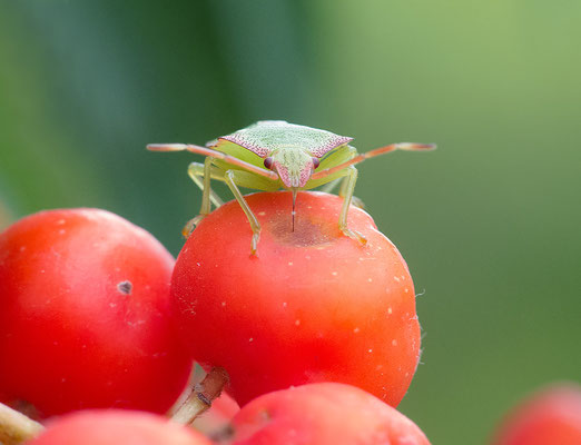 Palomena prasina - Zornheim, Garten 7/2012 (Grüne Stinkwanze)
