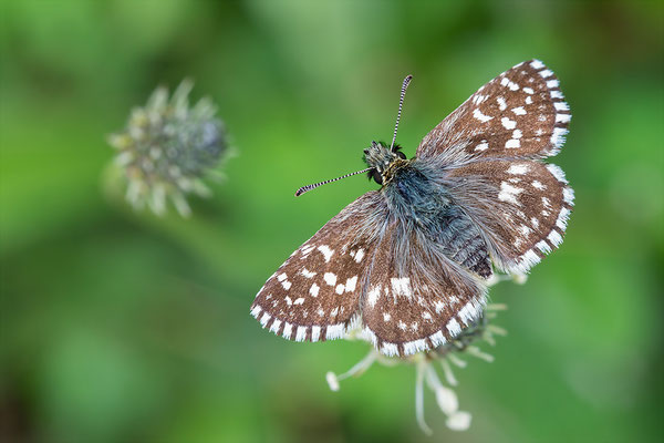 Pyrgus carthami - Siefersheim 5/2016 (Steppenheiden-Würfel-Dickkopffalter)