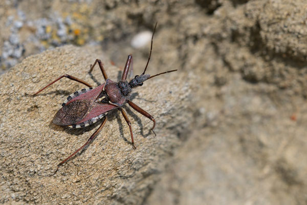 Rhynocoris erythropus - Spanien, Costa Brava, Port de la Selva, Küstenweg 5/2018 (Mediterrane Mordwanze)