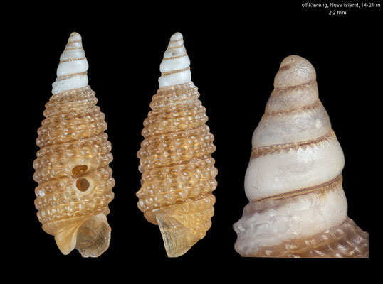 Costulopsis impedita - Papua New Guinea, New Ireland, off Kavieng, Nusa Island, 14-21 m 12/2012