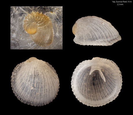 Cheilea spec. 2 - Micronesia, Marshall Island, Majuro, inner atoll, 12-15 m 2016 (Hipponicidae)