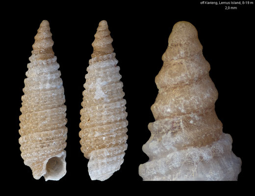Marshallopsis  blanda - Papua New Guinea, off Kavieng, Lemus Island, 8-19 m 12/2012