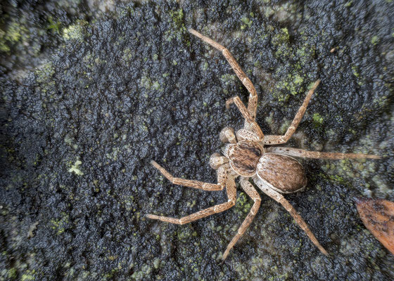 Philodromus dispar - Zornheim, Garten, unter Rinde 1/2023 (Weißrandiger Flachstrecker)