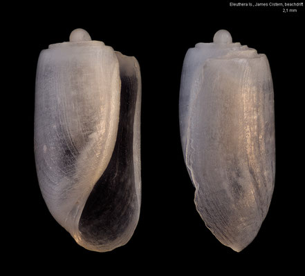 Acteocina lepta - Bahamas, Eleuthera Is., James Cistern, beachdrift 4/2022