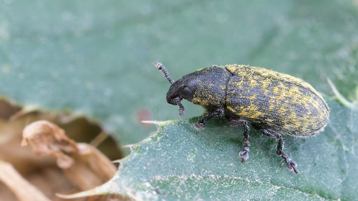 Rhinocyllus conicus - Zornheim, Südhang, an Kratzdistel nahe Straße nach Hahnheim 6/2018