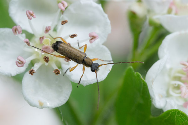 Grammoptera ustulata - Oppenheim, Steinbruch, Weißdorn 4/2018 (Eichen-Blütenbock)