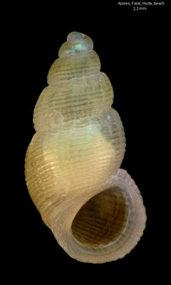 Manzonia unifasciata - Azores, Faial, Horta, beach 8/2019