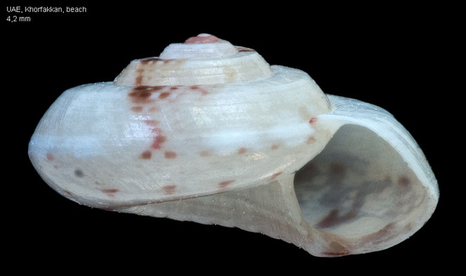 Ethminolia degregorii - UAE, Khorfakkan, beach 4/2008