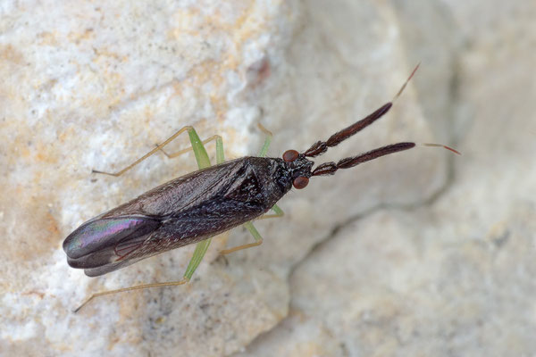 Heterotoma planicornis - Zornheim, Garten 6/2019 (Dickfühlerweichwanze)