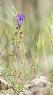 Muscari comosum - Narbonne-Plage, Montagne de la Clape 4/2016 (Schopfige Traubenhyazinthe)