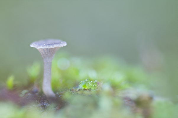 Arrhenia rickenii - Zornheim, Garten, in Moos 11/2018 (Geröllnabeling)