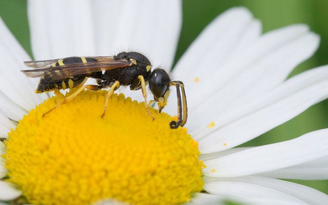 Odynerus cf. spinipes - Zornheim, Garten 6/2016 (Gemeine Schornsteinwespe?)