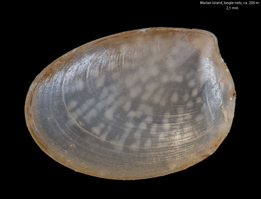 Huxleyia sulcata - Philippines, Mactan Is., tangle nets, 200-300 m 2/2009