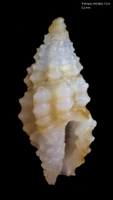 Kermia spec. 12 - Micronesia, Pohnpei, Ant Atoll, 12 m 2016 