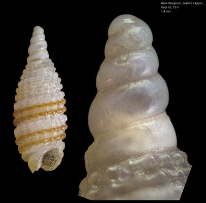 Synthopsis bicincta - Solomon Islands, New Georgia Isl., Uepi Isl., 15 m 2018