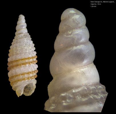 Synthopsis bicincta - Solomon Islands, New Georgia Isl., Uepi Isl., 15 m 2018