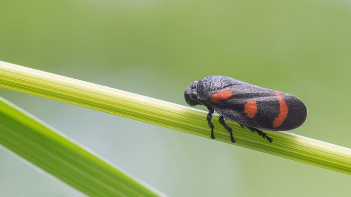 Cercopis sanguinolenta - Österreich, St.Niklas-an-der-Drau, Drauufer 5/2017 (Bindenblutzikade)