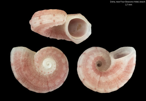 Depressipoma pentegoniostoma - Qatar, Doha, near Four-Seasons-Hotel, beach 11/2016