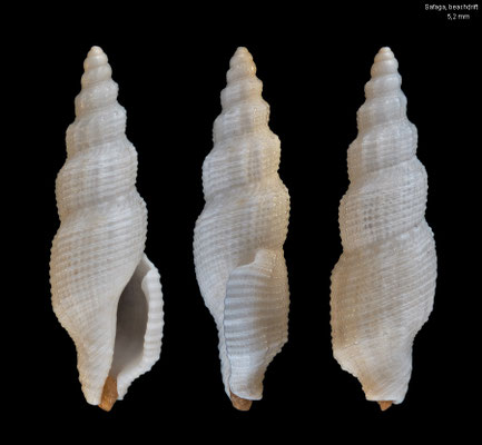 Pseudodaphnella spec. 3 - Egypt, Safaga, beachdrift 12/2013