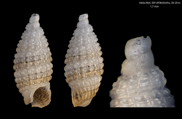 Joculator spec. 28 - Maldives, Addu-Atoll, SW off Molikolhu, 26-29 m 10/2014