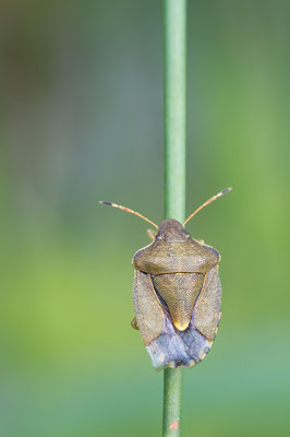 Peribalus strictus - Zornheim, Garten, Binse 8/2017 (Fam. Baumwanzen)