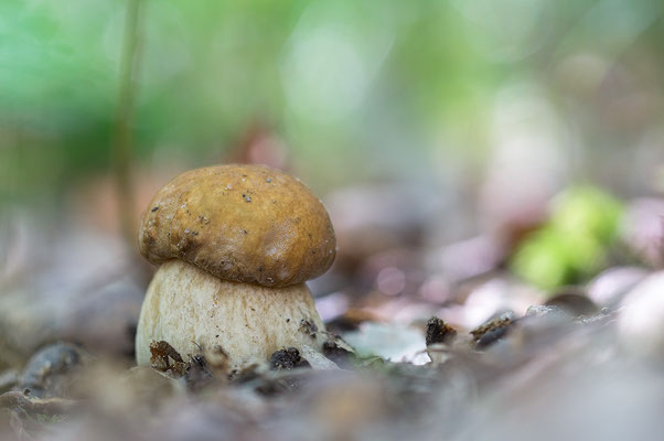 Boletus reticulatus - Wendelsheim, Dreigemeindewald, nahe Eiche 7/2021 (Sommer-Steinpilz)