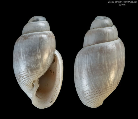 Acteon spec. 1 - Liberia, offshore, 04°95,5’N  04°02W, 98,5 m on mud/sand 9/2008
