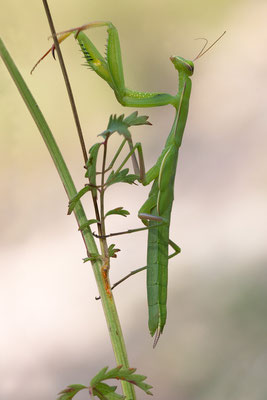 Mantis religiosa - Neu-Bamberg, LSG Horn bei Siefersheim,  7/2020 (Europ. Gottesanbeterin)